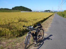 常滑市古場・田んぼの風景